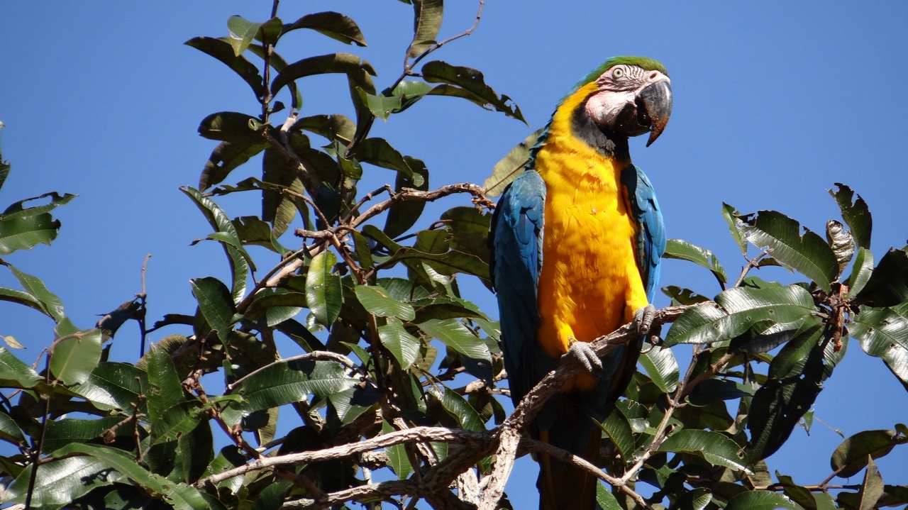 arara-canidé no rancho do Ely